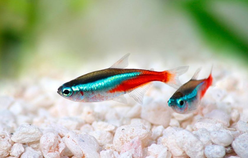 Неоны Неоны