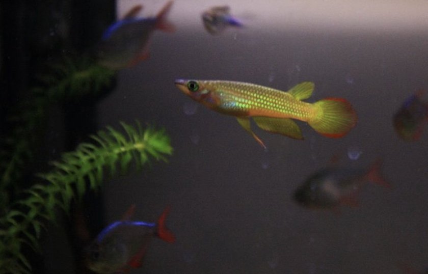 Линеатус золотой Линеатус золотой