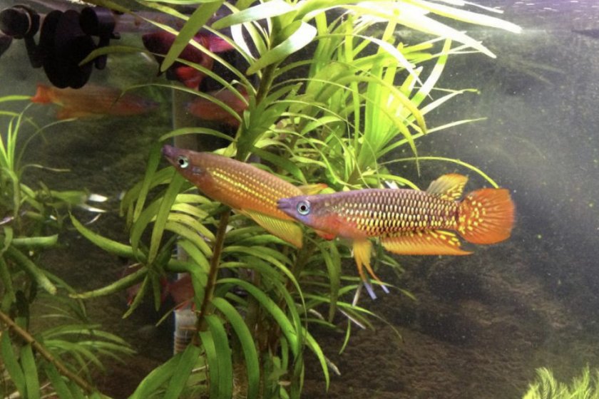 Освещение в аквариуме Освещение в аквариуме