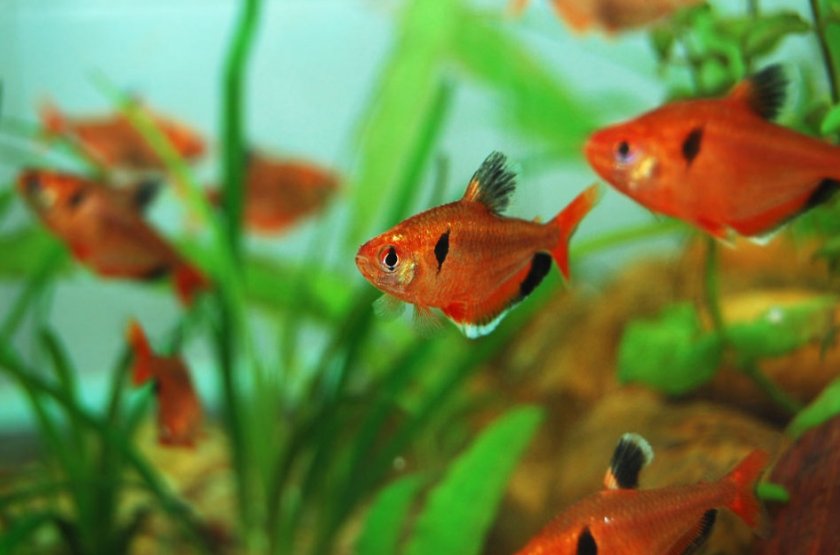 Миноры Миноры