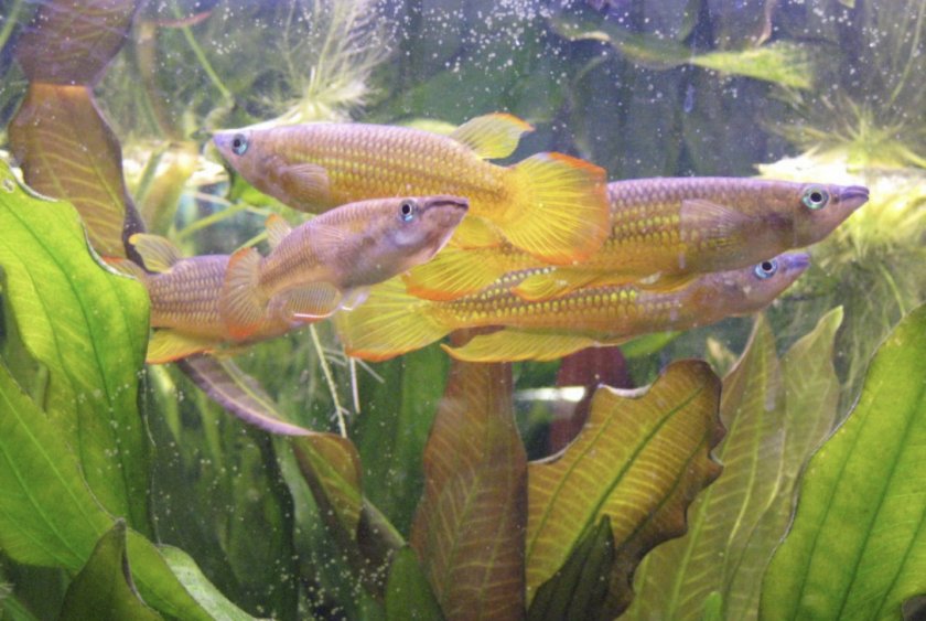 Линеатусы в аквариуме Линеатусы в аквариуме