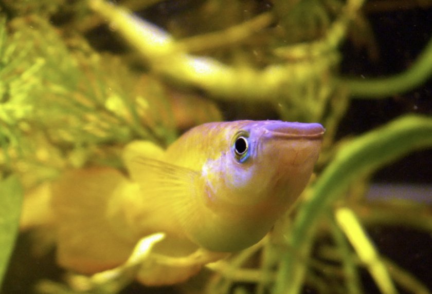 Линеатус Линеатус