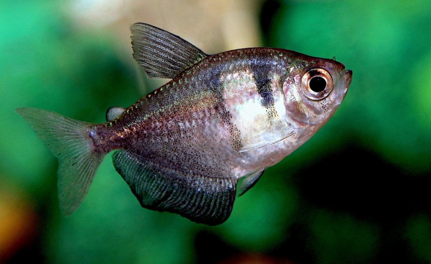 Тернеция Тернеция