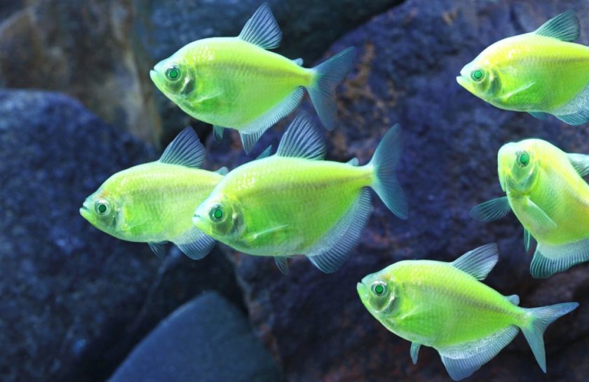 Тернеция GloFish Тернеция GloFish