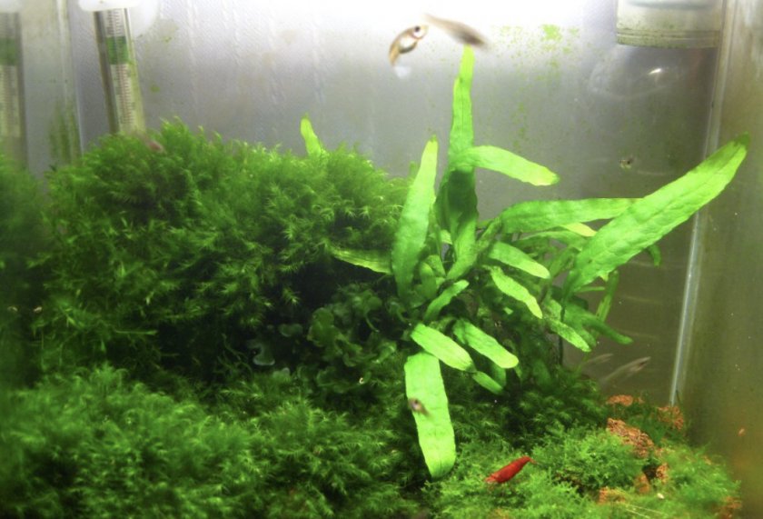 Рыбки в аквариуме Рыбки в аквариуме