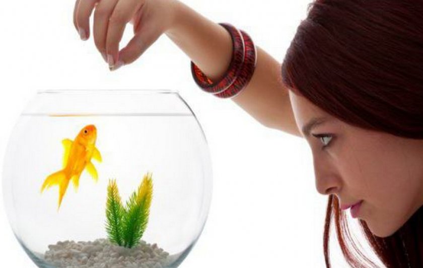 Кормление рыбки