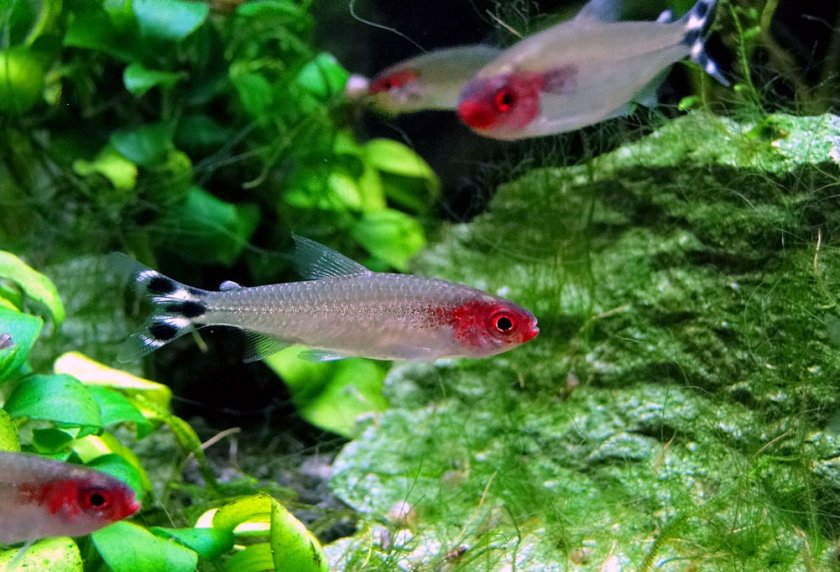 Петителла георгии Петителла георгии