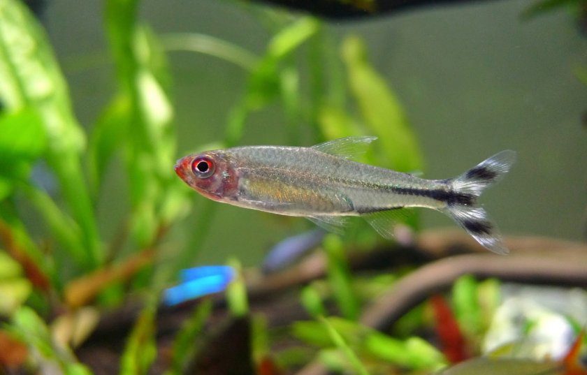 Петителла георгии Петителла георгии