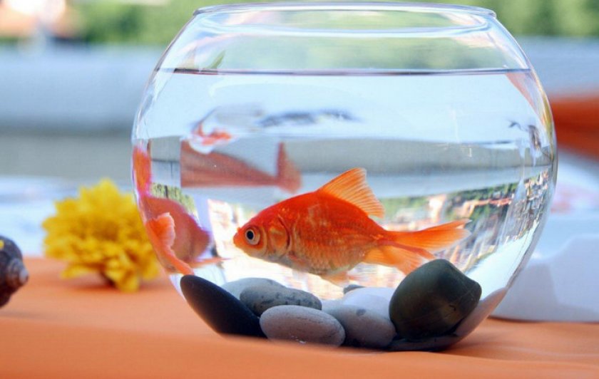 Аквариум с рыбкой