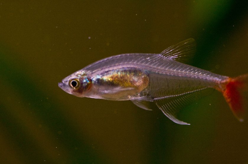 Стекловидная тетра Стекловидная тетра