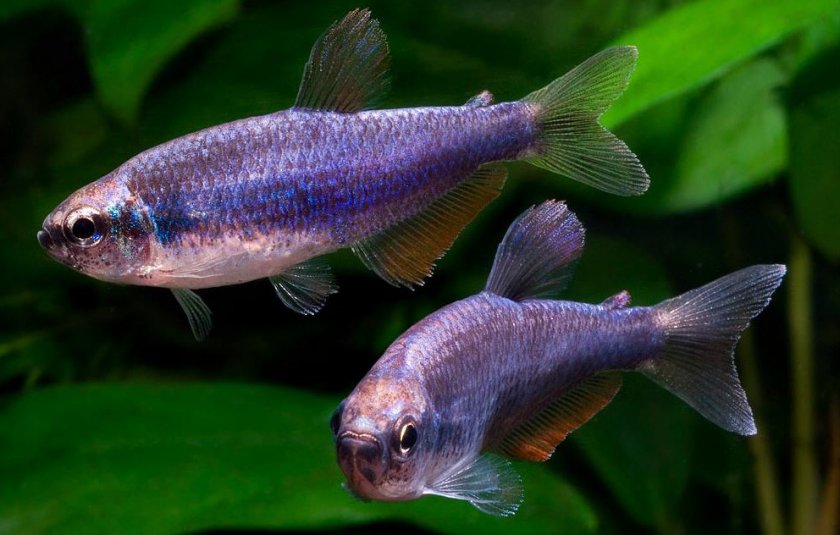 Керри или ложная Королевская Тетра Керри или ложная Королевская Тетра