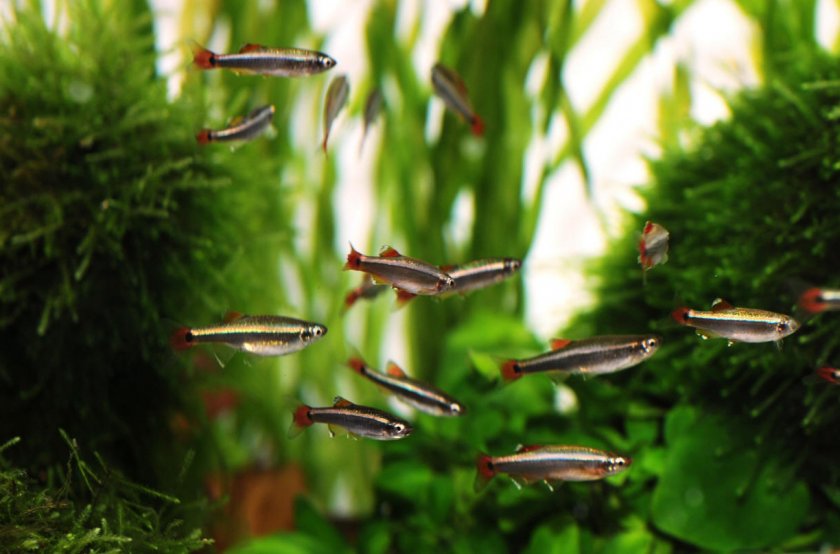 Кардиналы Кардиналы