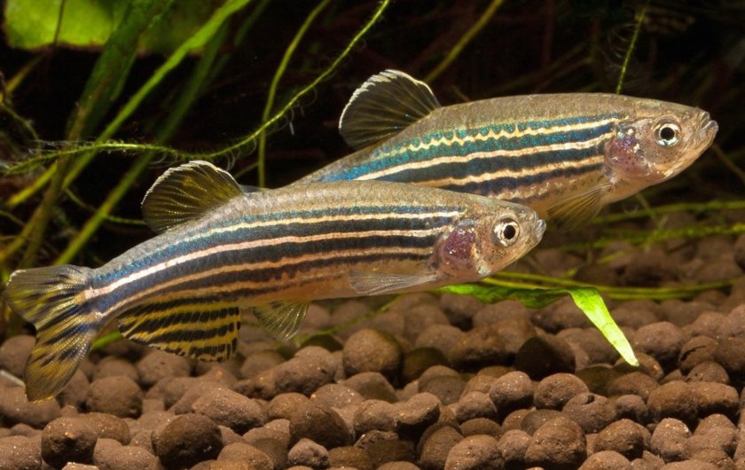 Данио рерио Данио рерио