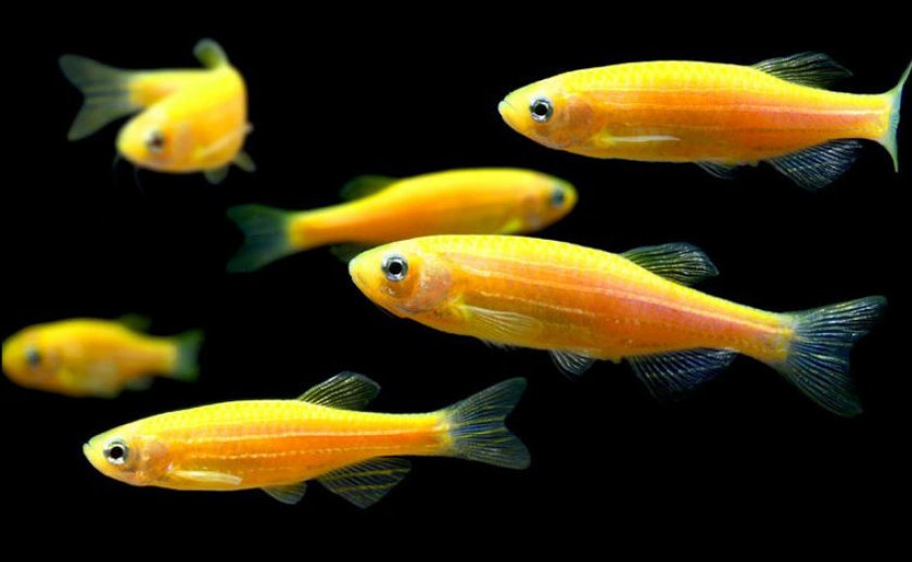 Данио рерио Данио рерио