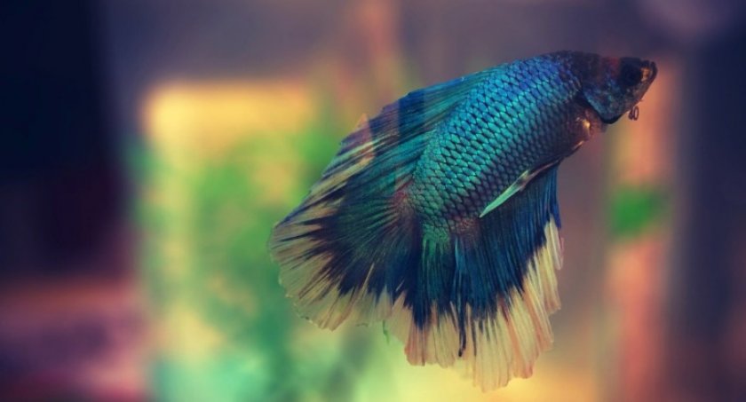 Рыбка петушок