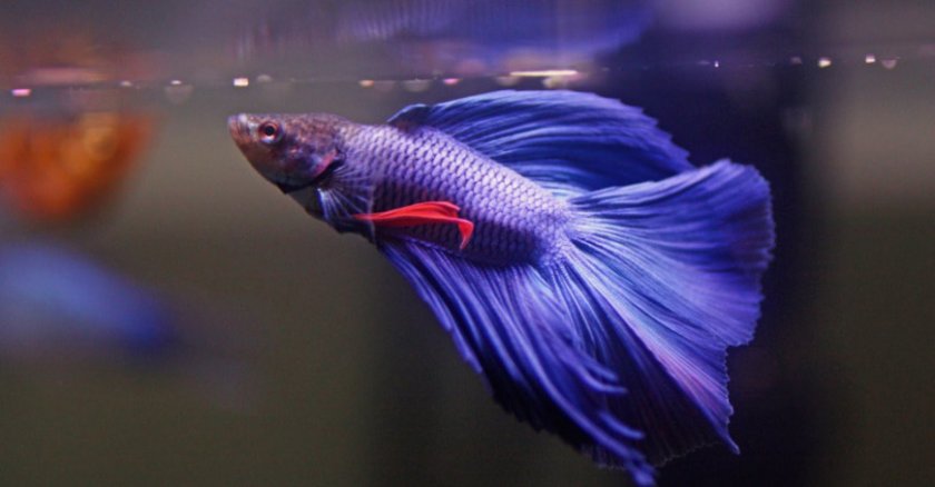 Рыбка петушок Рыбка петушок