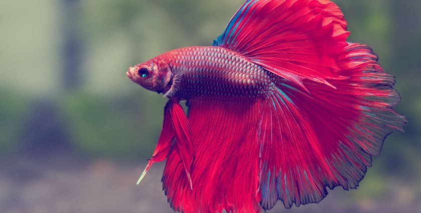 Рыбка петушок