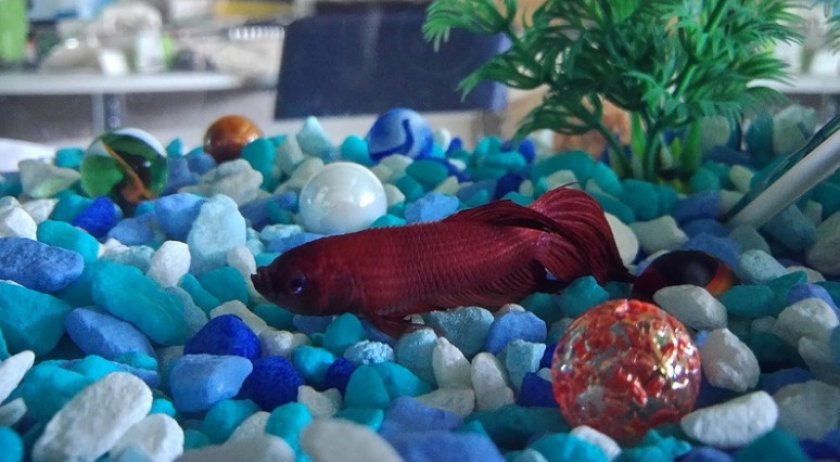 Больной петушок