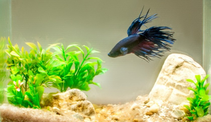 Рыбка петушок