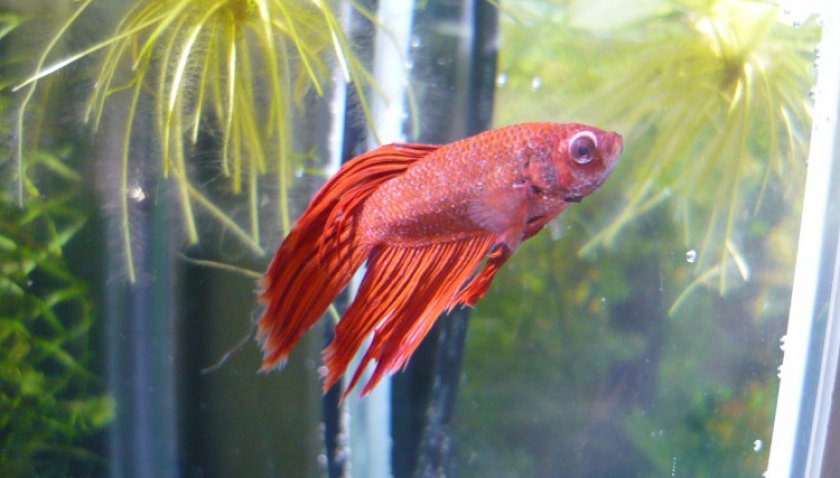 Больной петушок Больной петушок