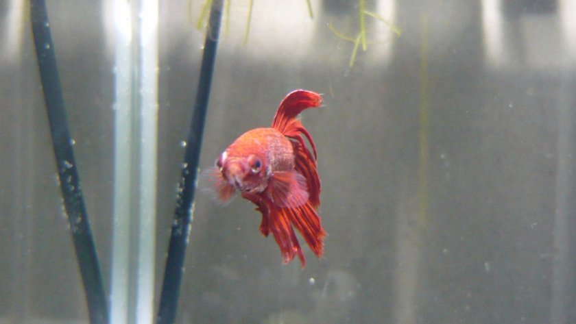 Петушок Петушок