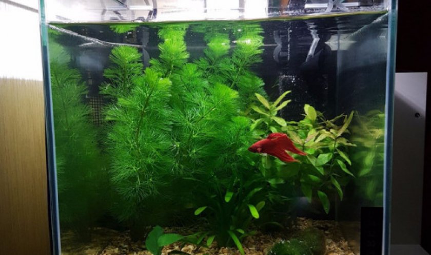 Маленький аквариум с рыбкой