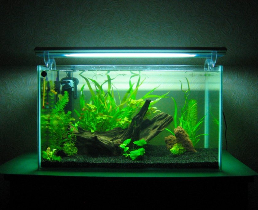 Аквариум с подсветкой Аквариум с подсветкой