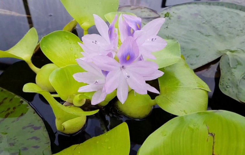 Водяной гиацинт