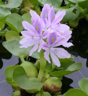 Водяной гиацинт