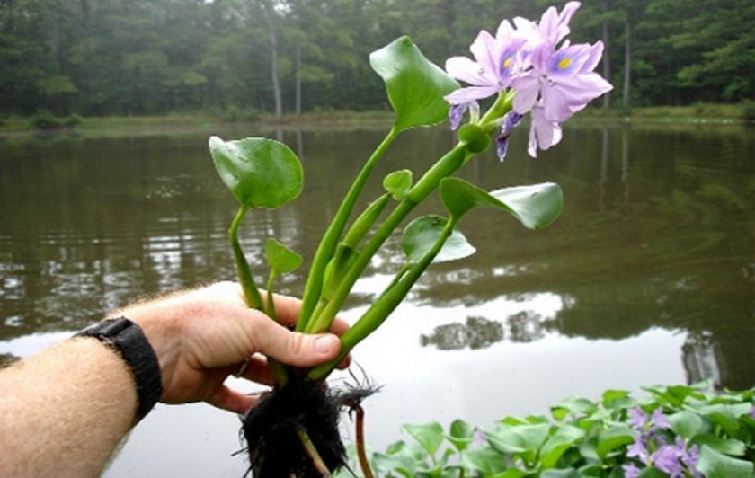 Водяной гиацинт