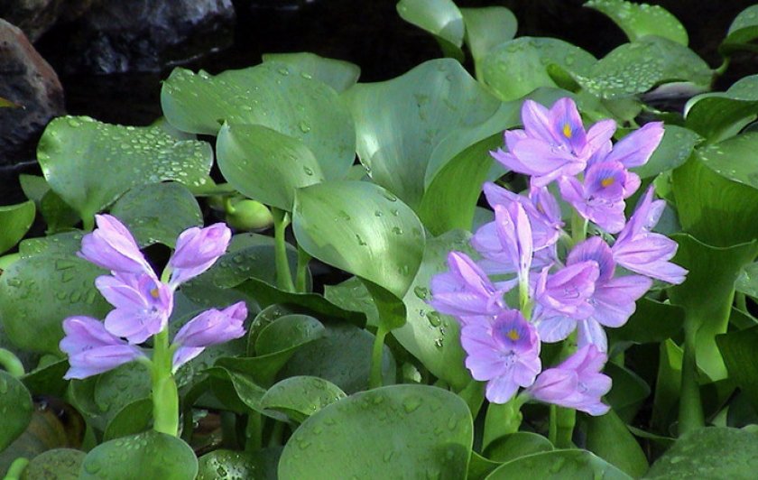 Водяной гиацинт