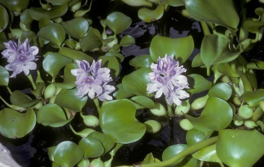 Толстоножковая