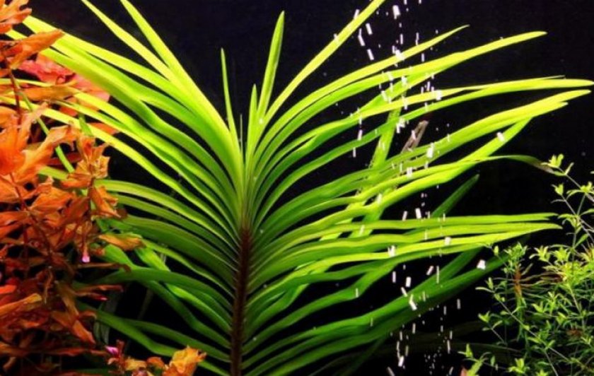 Эйхорния лазоревая