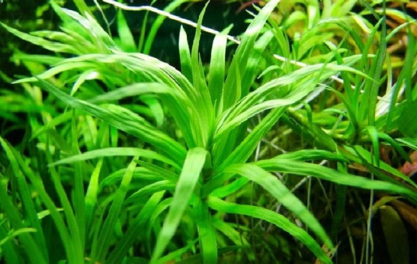 Разнолистная