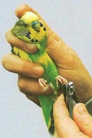 Обрезка когтей попугаю Обрезка когтей попугаю