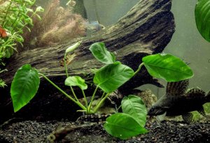 Анубиас нана