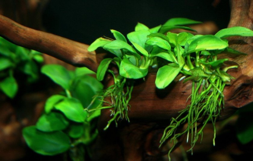 Анубиас нана