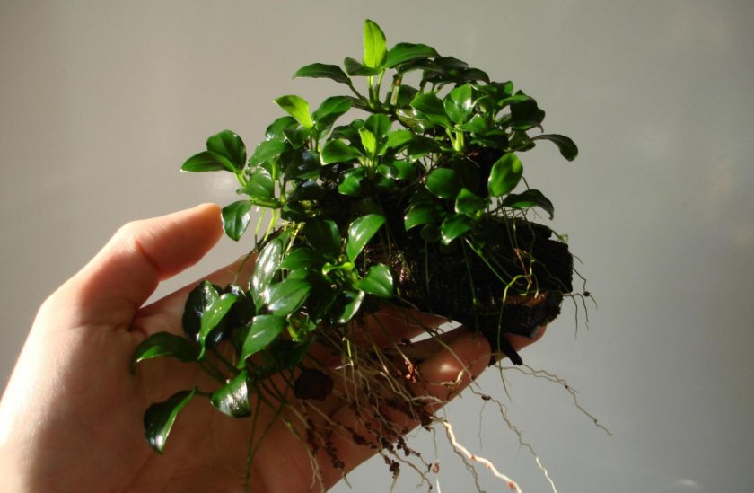 Anubias barteri var. nana Bonsai