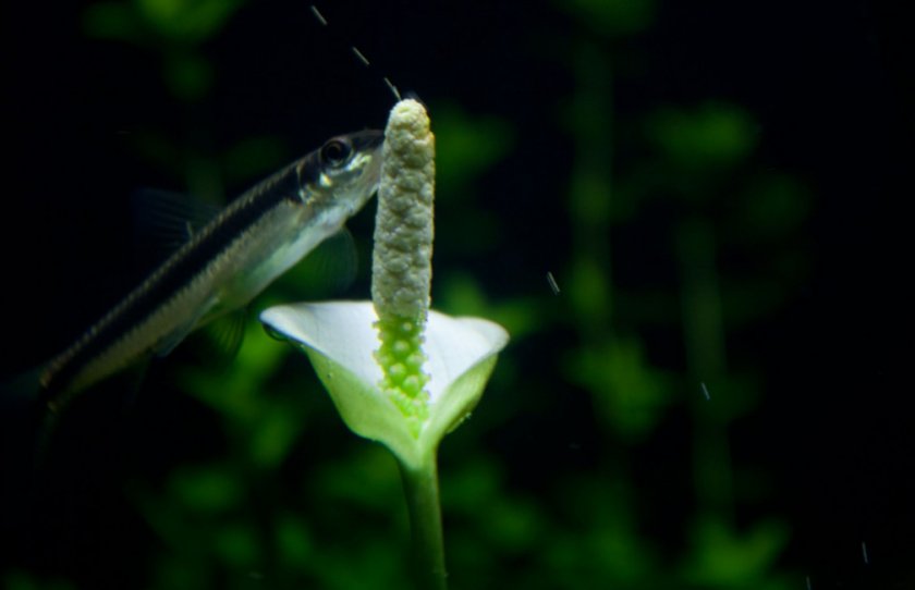 Анубиас нана