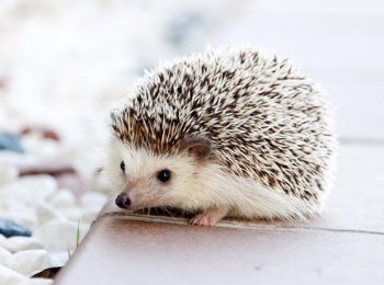 Сколько живут и чем кормить ежиков дома