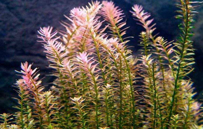 Ротала индийская Ротала индийская