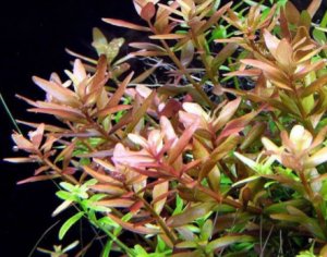 Ротала индийская