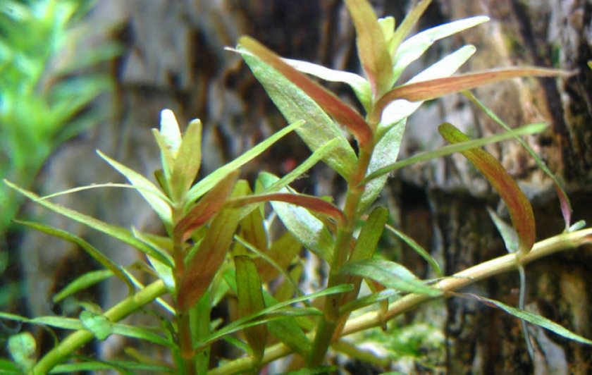 Ротала индийская