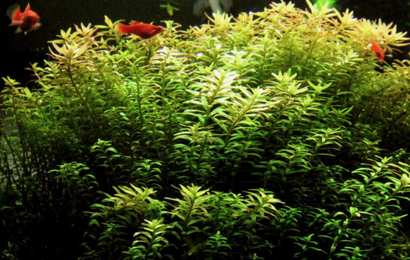 Ротала индийская