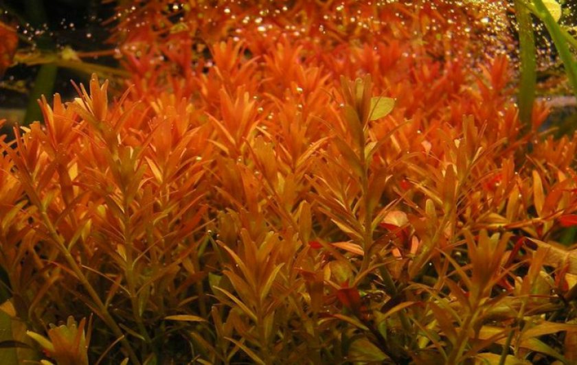 Ротала индийская