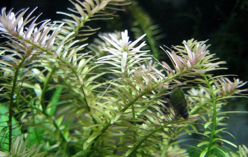 Ротала индийская