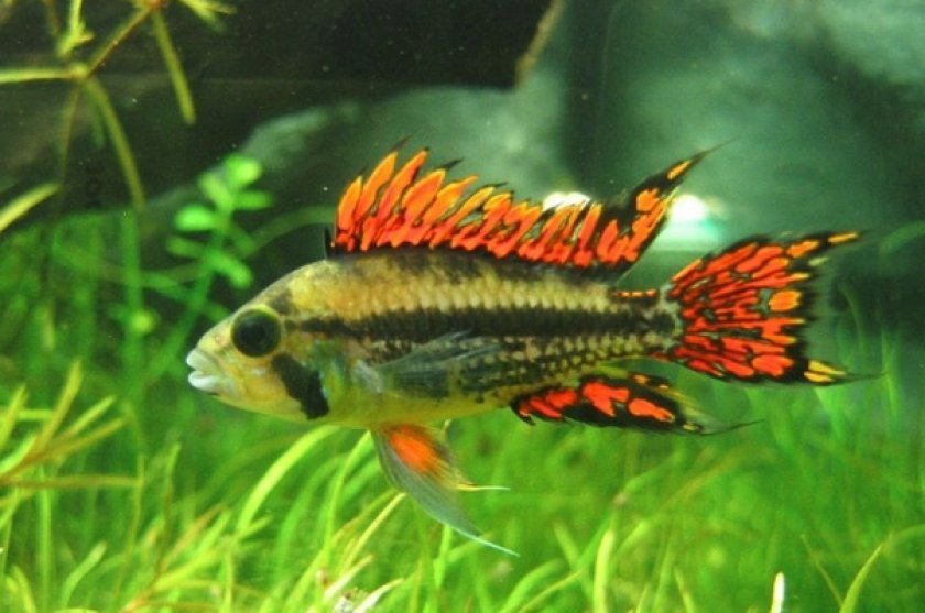 Двойная красная