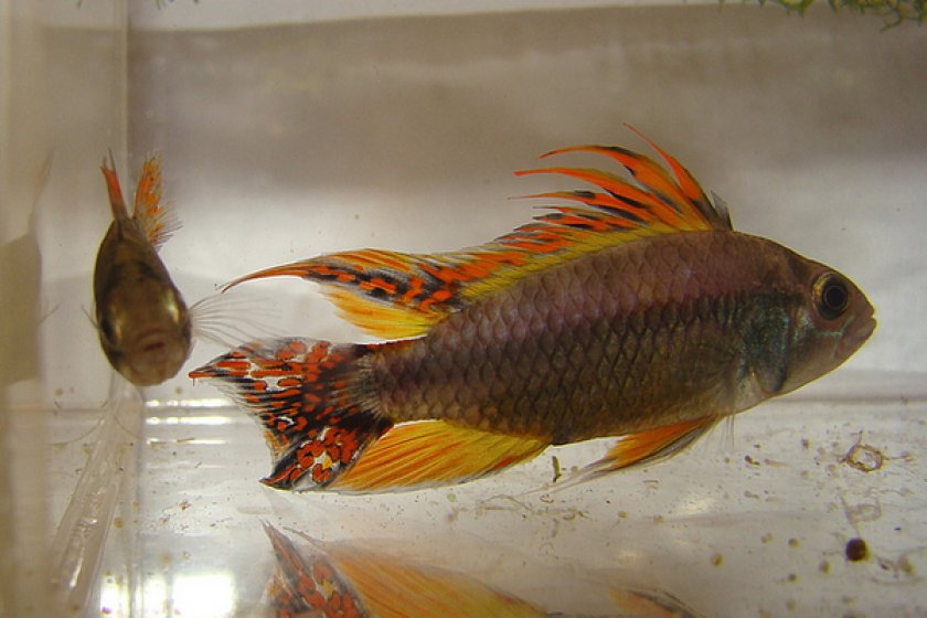 Апистограмма какаду тройная красная