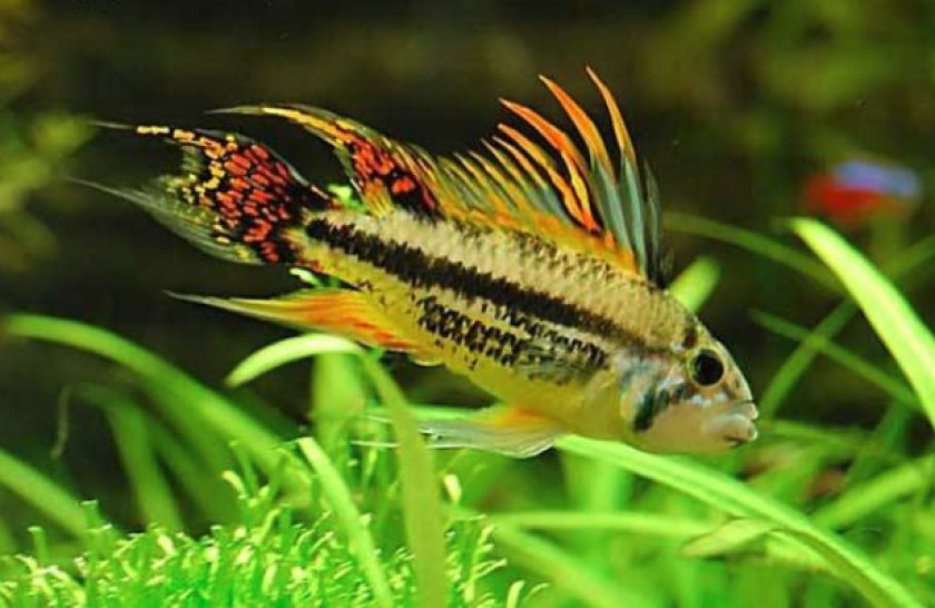 Апистограмма какаду