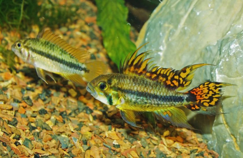 Апистограмма какаду